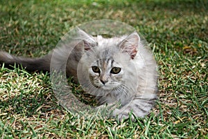 Long Haired Grey Kitten