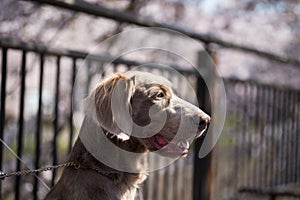 long haired grey Weimaraner dog chained with blur white sakura