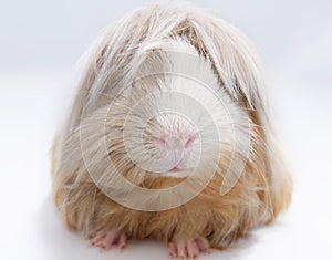 Long haired guinea pig