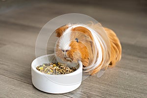 A long-haired guinea pig is sitting on the floor near a plate of food