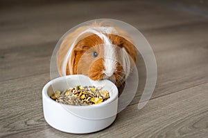 A long-haired guinea pig is sitting on the floor near a plate of food