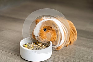 A long-haired guinea pig is sitting indoors on the floor near a plate of food