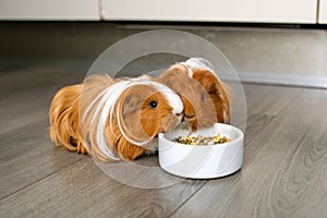 Long-haired guinea pigs eat food from a plate