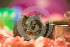 Long-haired Hamster - Mesocricetus auratus