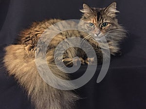 Domestic Cat on a black background photo