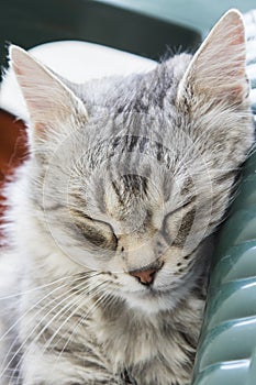 Long haired kitten of siberian breed silver version