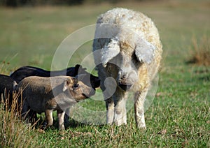 Long-haired Mangalitsa  pig with pigs