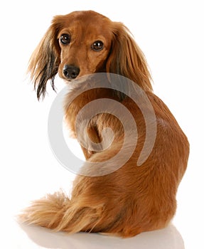 Long haired miniature dachshund