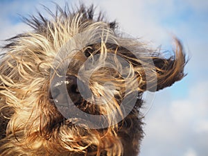 Cute dog portrait with hair flying in the wind