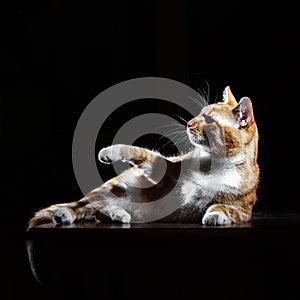 Long-Haired Orange Cat Lying Down on black background