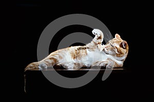 Long-Haired Orange Cat Lying Down on black background