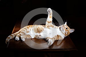 Long-Haired Orange Cat Lying Down on Isolated black background