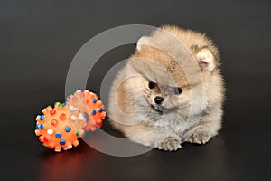 Long haired Pomeranian Spitz puppy