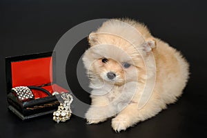 Long haired Pomeranian Spitz puppy