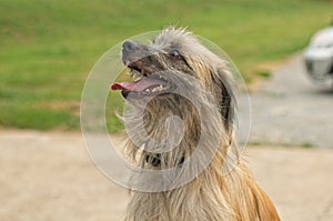 A long-haired pyrenean shepherd dog