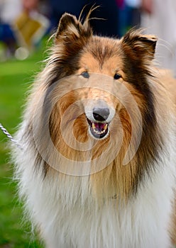 Long-haired (Rough) Collie dog