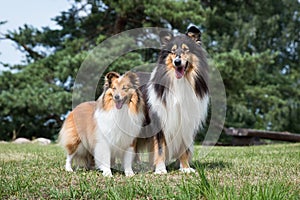 long haired rough scottish collie and sheltand sheepdog outside on summer time