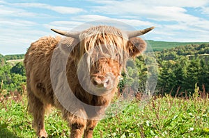 Long haired scottish Highland cow