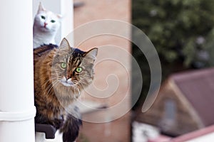 Long-haired Siberian cat tebby colour looks out from the window on up floor of the house, other one cat white colour is behind.