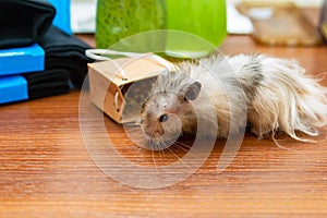 A long-haired Syrian hamster eats food from a small gift bag
