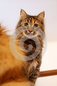 Long Haired Tabby Cat close-up portrait