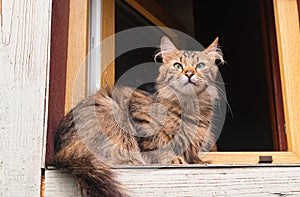 Long-haired tabby cat, resting