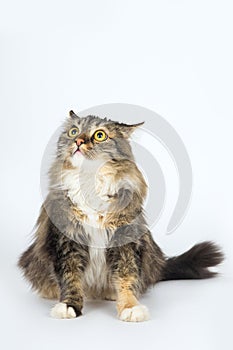 Long-haired tabby cat sits on a white background