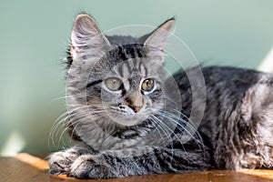 Long Haired Tabby Kitten