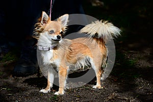 Long-haired tan chihuahua standing