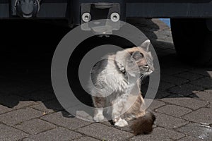 Long-haired tricolor cat sits in the sun half under a car