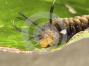 Long-haired unidentified butterfly caterpillar on green leaf