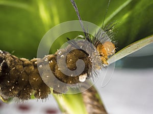Long-haired unidentified butterfly caterpillar on green leaf