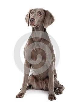 Long-haired Weimaraner dog, sitting