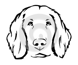 Long-haired weimaraner - illustrated portrait