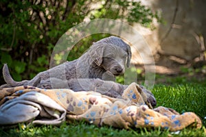 Long-haired Weimaraner puppies play with their siblings on a green meadow. Pedigree long hair Weimaraner puppies