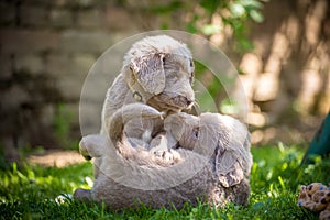 Long-haired Weimaraner puppies play with their siblings on a green meadow. Pedigree long hair Weimaraner puppies