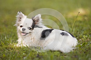 Long haired white and black chihuahua outside on the grass