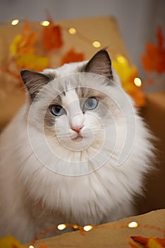 Long haired white cat with blue eyes looking nostalgic in a box with autumn decorations.