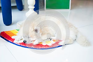 A long-haired white dog sleeps comfortably on a brightly colored carpet. on the floor inside the house