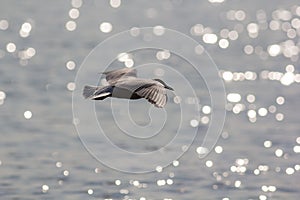 Long haul. Ocean bird migrating. Black-headed gull over water.