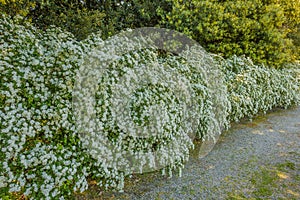 A long hedge of white spirea