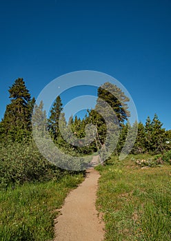 Long Hiking Path through Woods