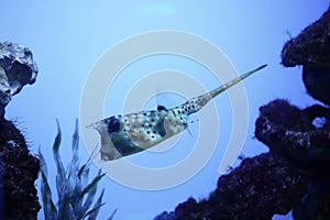 Long-homed cowfish swimming in the pool