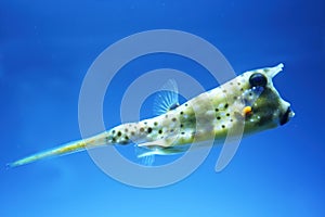 Long-homed cowfish swimming in the pool