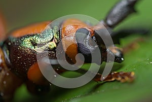 Long horn beetle