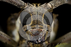 Long horn beetle
