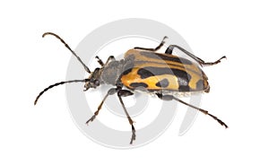 Long horn beetle (Brachyta interrogationis)