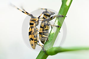 Long horn beetle on the branch tree / Close up yellow and black beetle