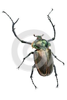 Long horn beetle (Cerambycidae giant). Isolated on a white background