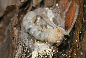 Long horn beetle, Cerambycidae larva on pine wood